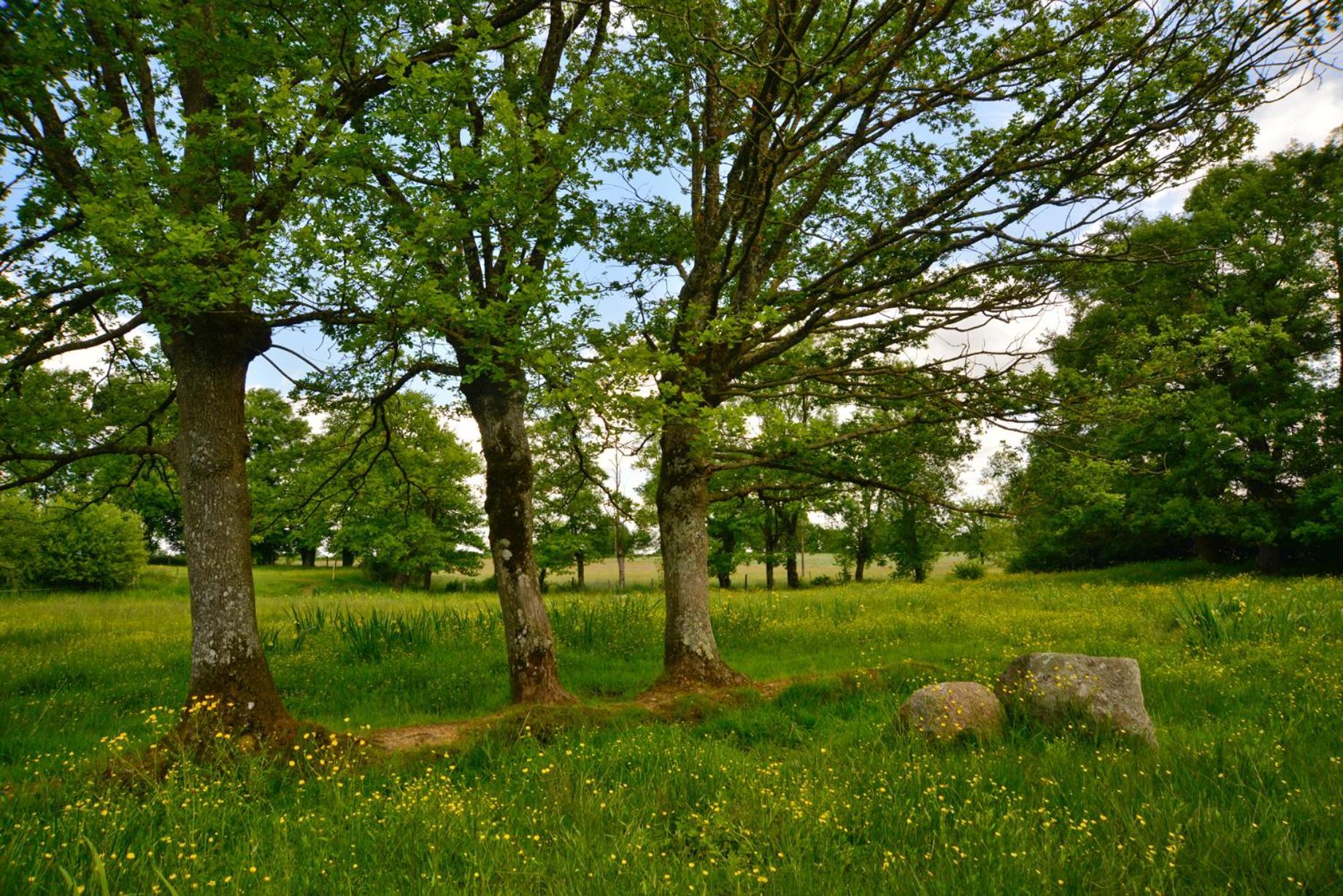 La Pommeraie-sur-Sèvre La Frapperie Bed & Breakfast エクステリア 写真