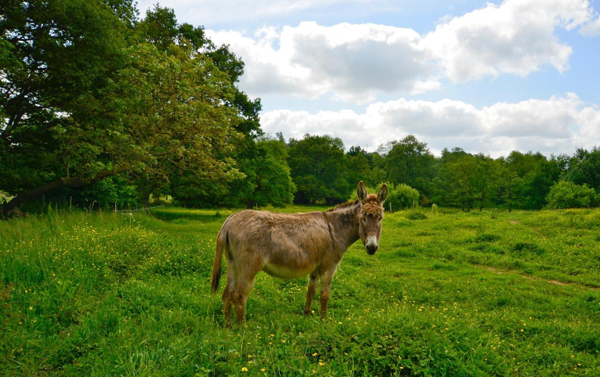La Pommeraie-sur-Sèvre La Frapperie Bed & Breakfast エクステリア 写真
