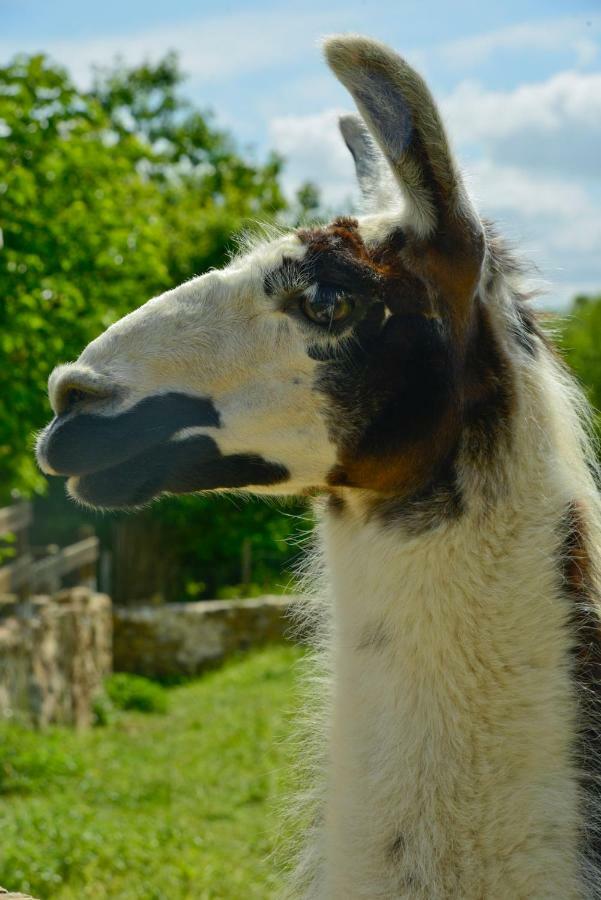 La Pommeraie-sur-Sèvre La Frapperie Bed & Breakfast エクステリア 写真